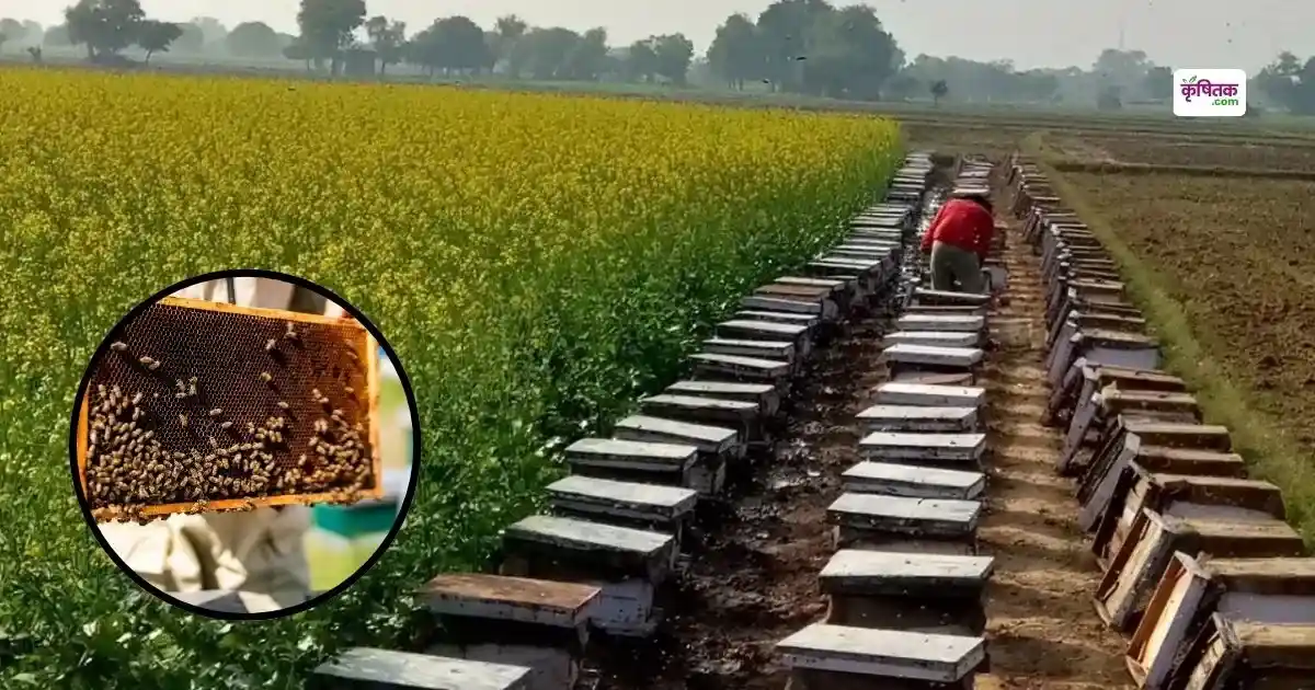 Madhumakhi Palan Se Fasal Upaj Badhaye