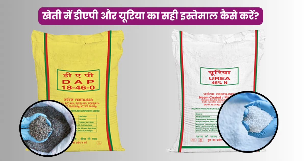 खेती में डीएपी और यूरिया का सही इस्तेमाल कैसे करें
