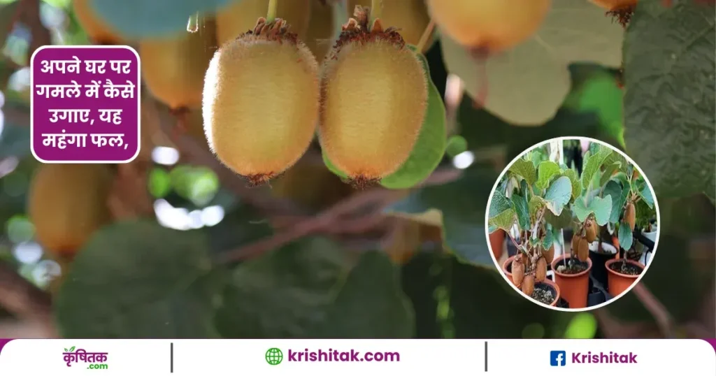 Kiwi Ghar Par Kaise Ugaye