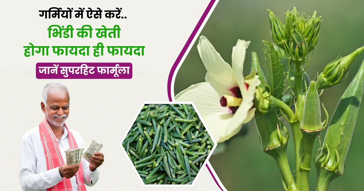 Bhindi Ki Kheti