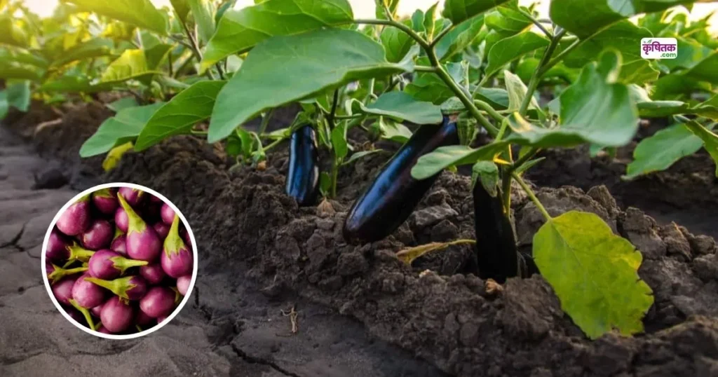 Brinjal Cutivation Tips