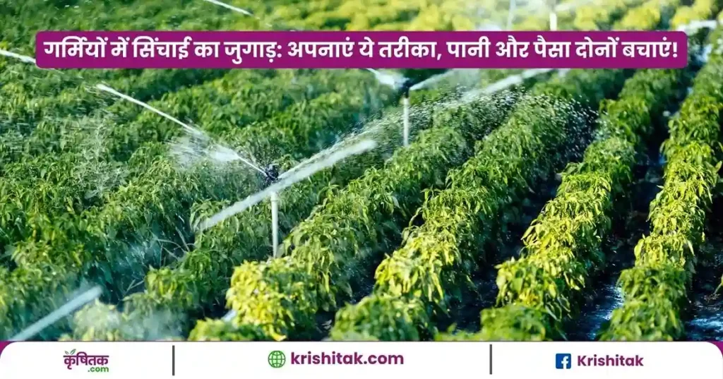 Summer Irrigation Tips For Crops