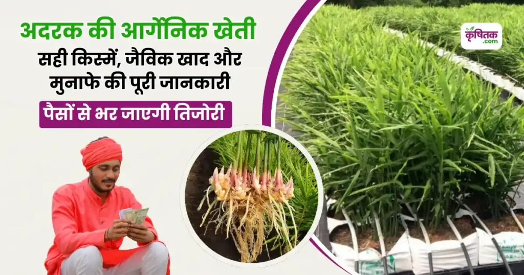 Organic Ginger Farming in Hindi
