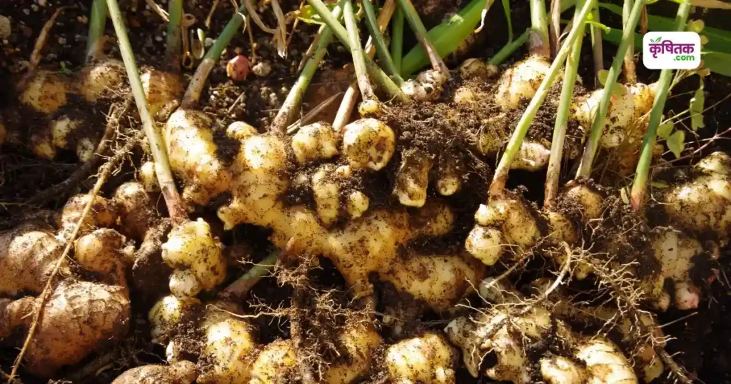 Organic Ginger Farming in Hindi