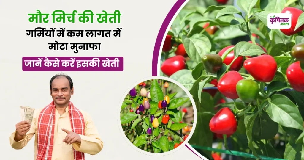 Maur Mirch Ki Kheti