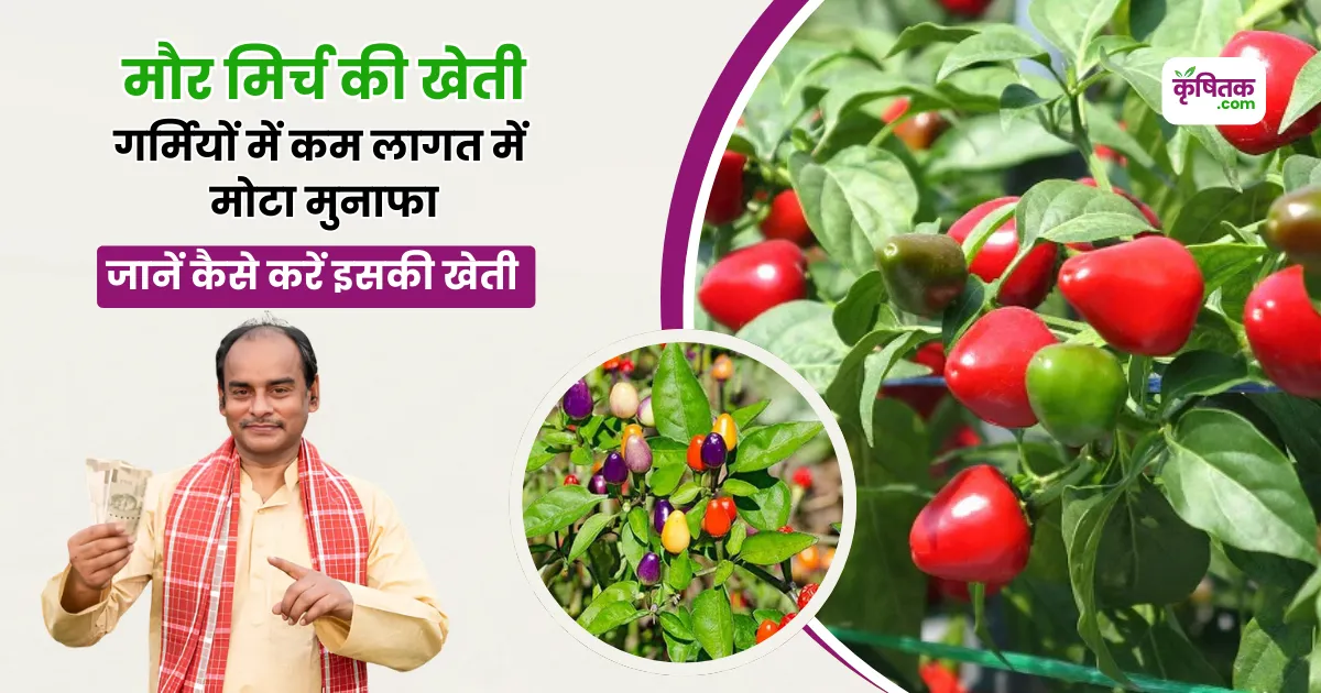 Maur Mirch Ki Kheti