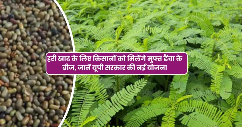 हरी खाद के लिए किसानों को मिलेंगे मुफ्त ढैंचा के बीज, जानें यूपी सरकार की नई योजना