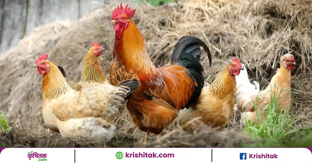 Ranikhet Disease in Chickens