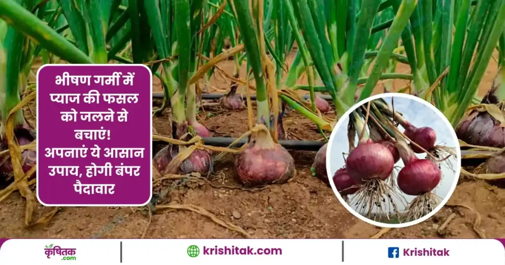 Onion Farming Tips