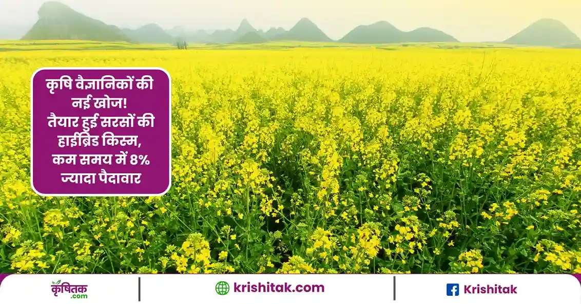 कृषि वैज्ञानिकों की नई खोज! सरसों की हाइब्रिड किस्म तैयार, कम समय में 8% ज्यादा पैदावार