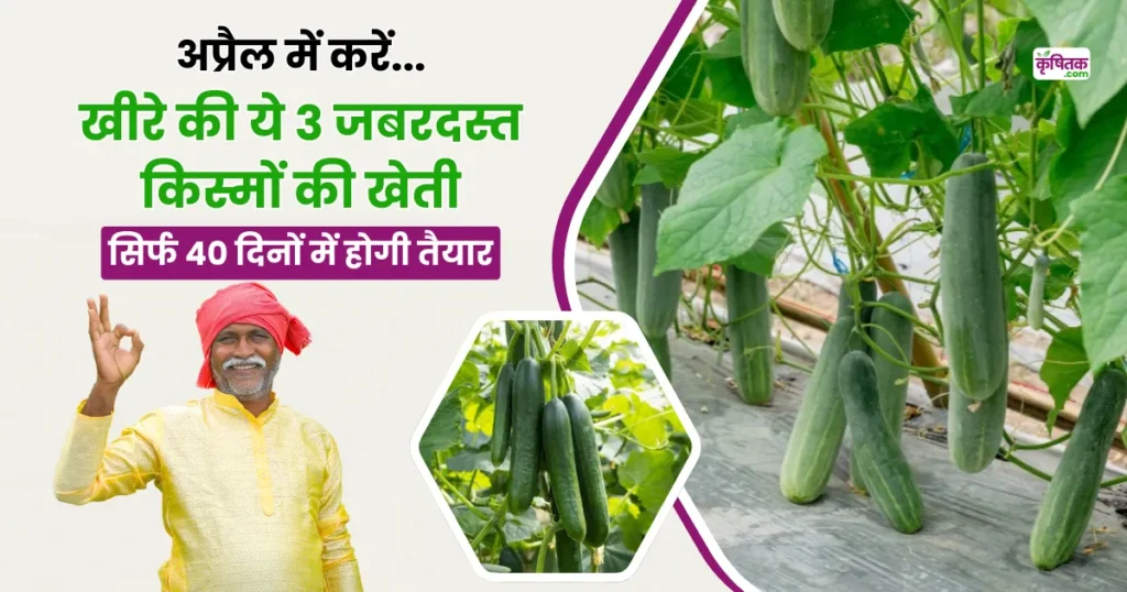 Top 3 Varieties Of Cucumber
