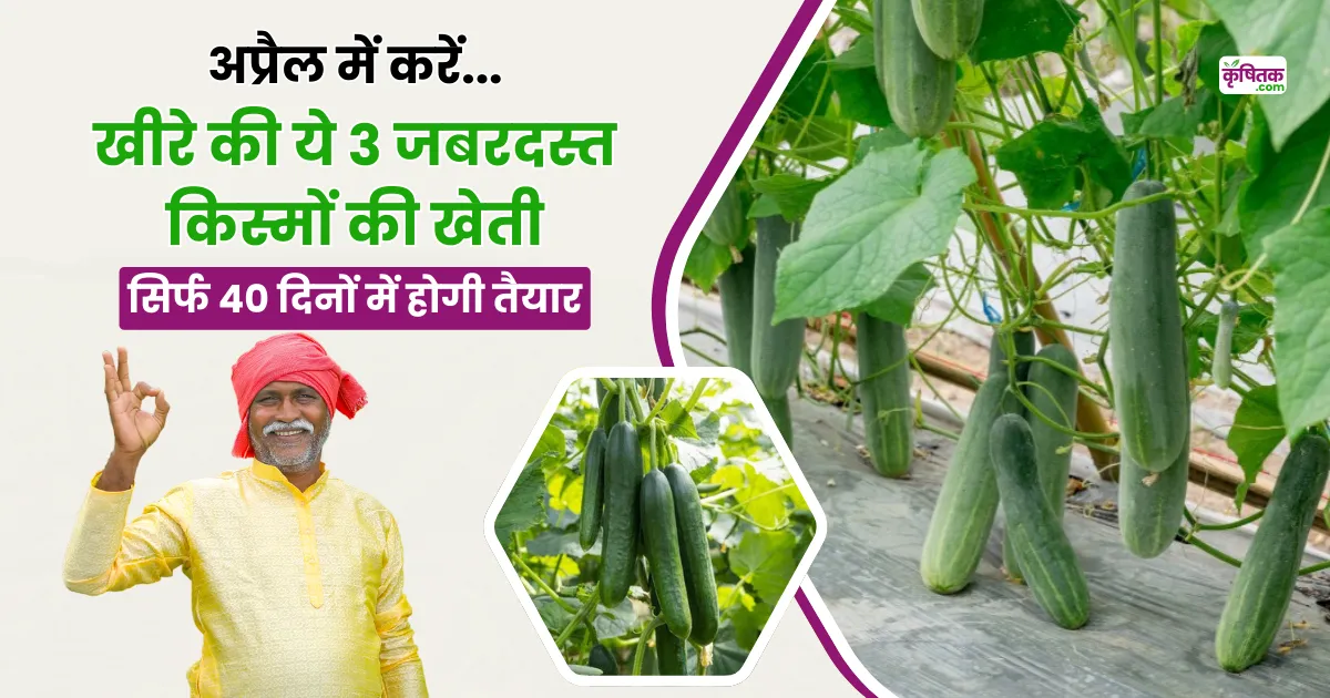 Top 3 Varieties Of Cucumber