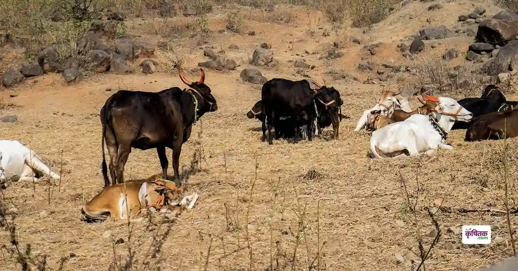 गर्मी में पशुओं में फैल रहा कर्रा रोग