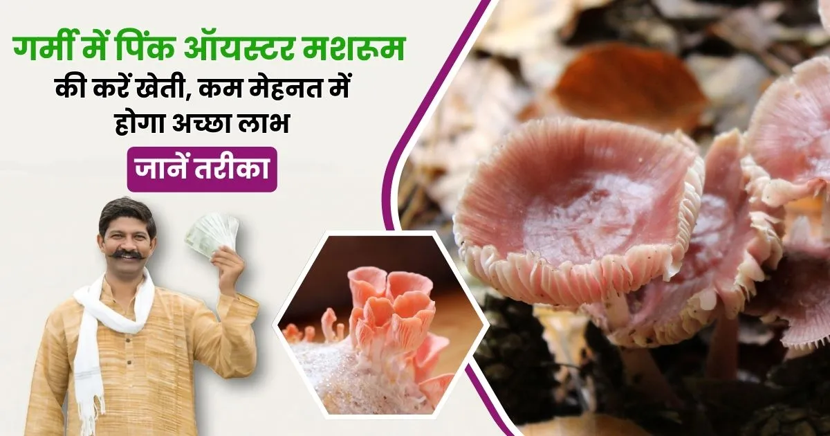 Pink oyster Mushroom Ki Kheti