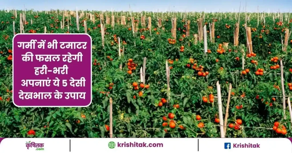 Tomato Cultivation Care Tips in Summer
