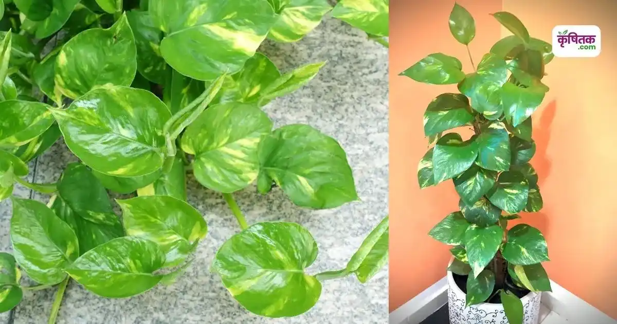 Summer Money Plant Care Tips