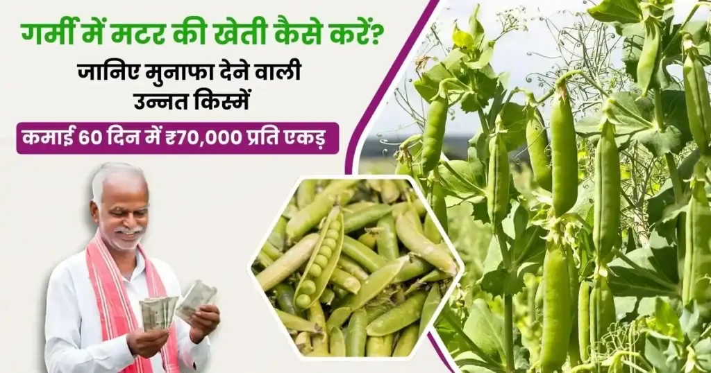 Garmi Mein Me Matar Ki Kheti