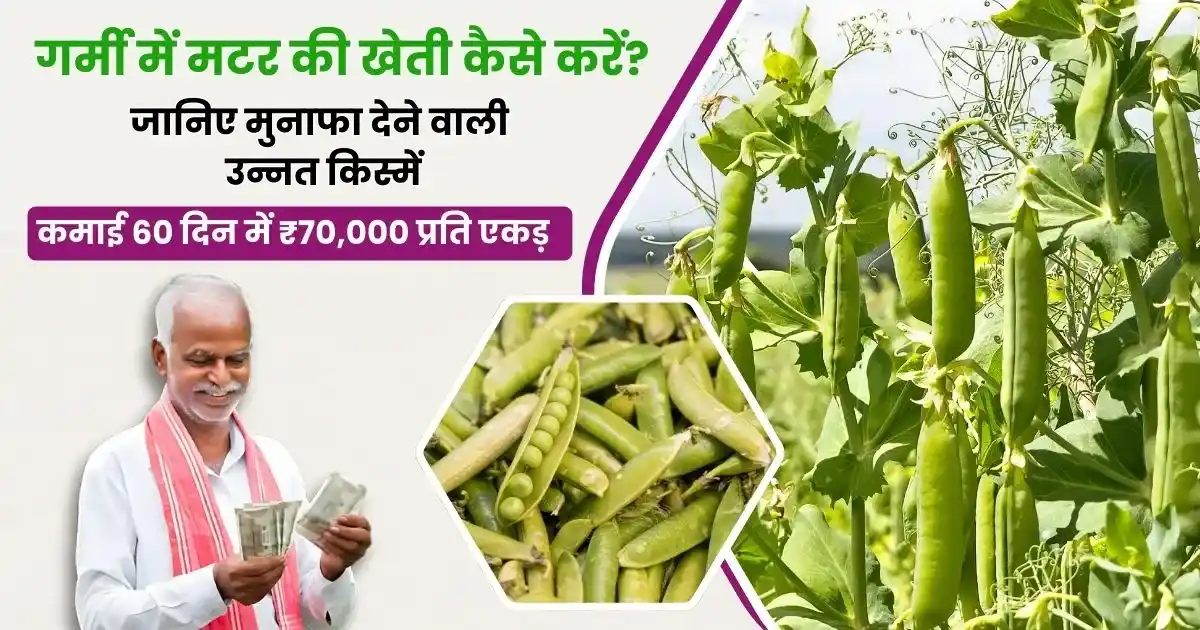 Garmi Mein Me Matar Ki Kheti