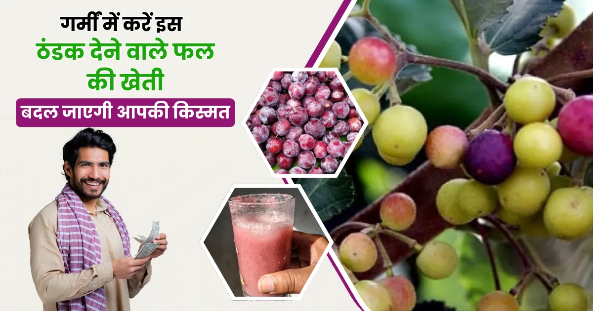 Phalsa Ki kheti