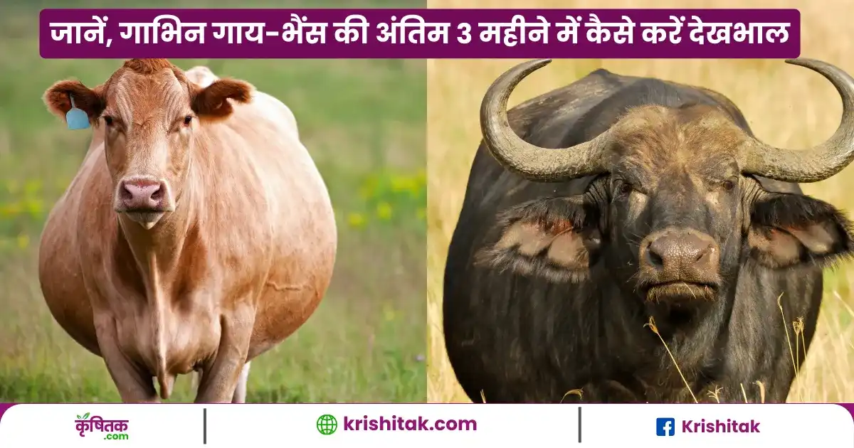 Gabhin Gaay Bhains ki Dekhbhal