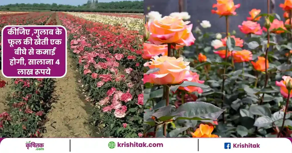 Gulab Ki Kheti
