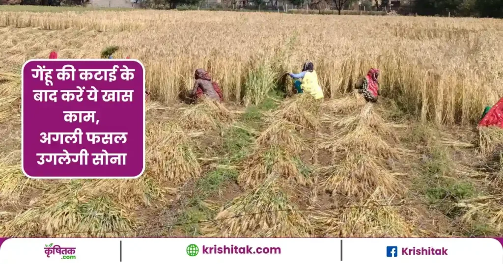 गेंहू की कटाई के बाद करें ये खास काम, अगली फसल उगलेगी सोना