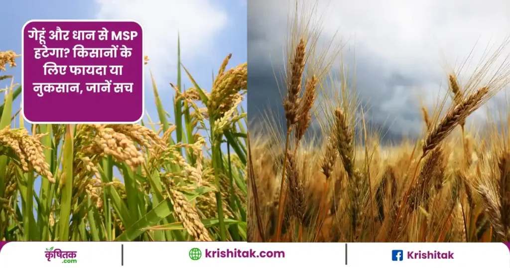 Msp Kya Hota Hai