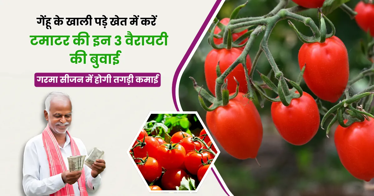 गेहूं के बाद करें टमाटर की इन 3 वैरायटी की बुवाई, गरमा सीजन में होगी तगड़ी कमाई!