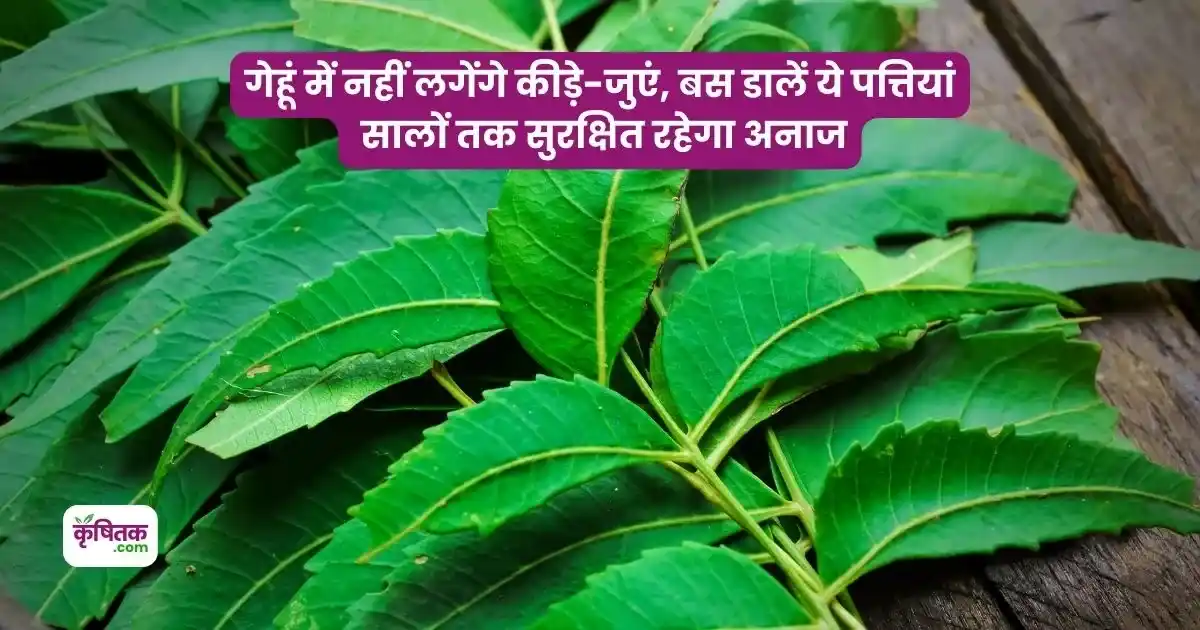 गेहूं में नहीं लगेंगे कीड़े-जुएं, बस डालें ये पत्तियां सालों तक सुरक्षित रहेगा अनाज