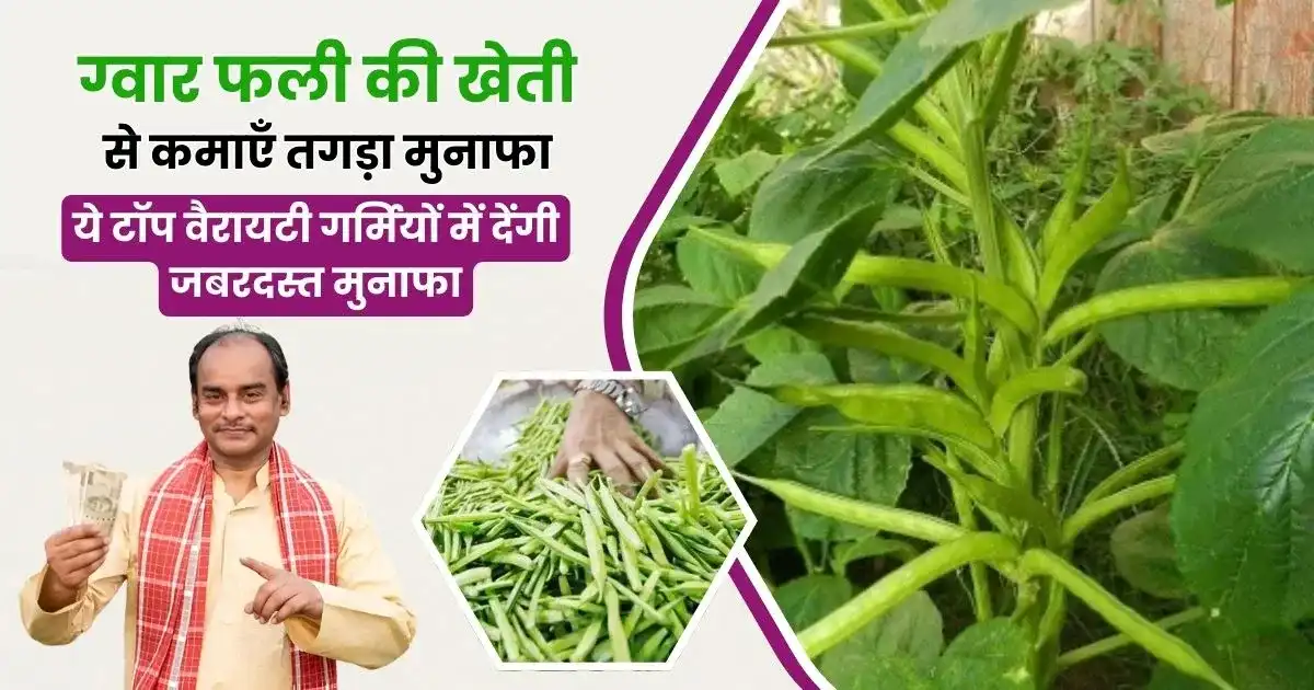 Gwar Ki Kheti