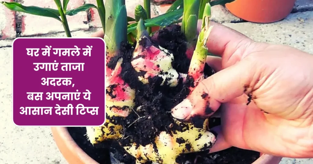 How to Grow Ginger in Pots