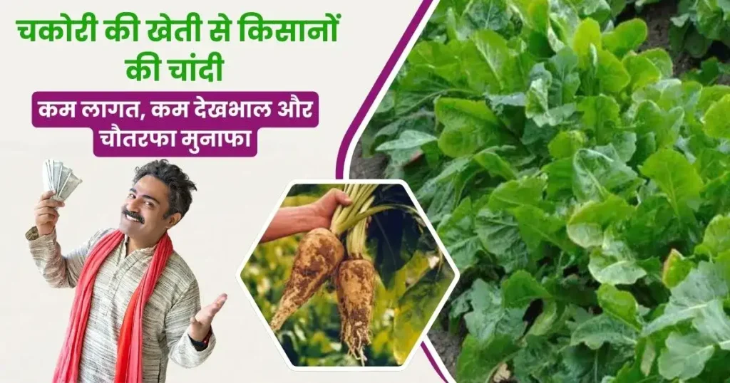 Chakori Ki Kheti