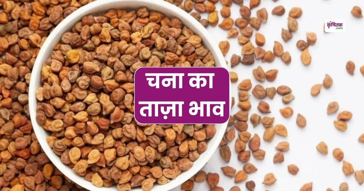 Chana Mandi Rate