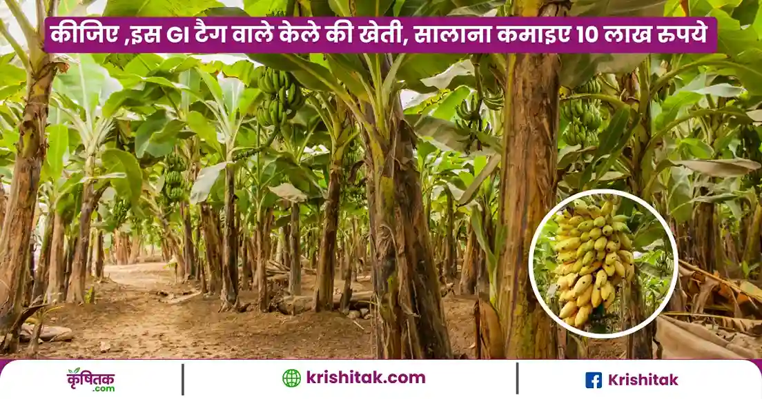 Chiniya Kela Ki Kheti