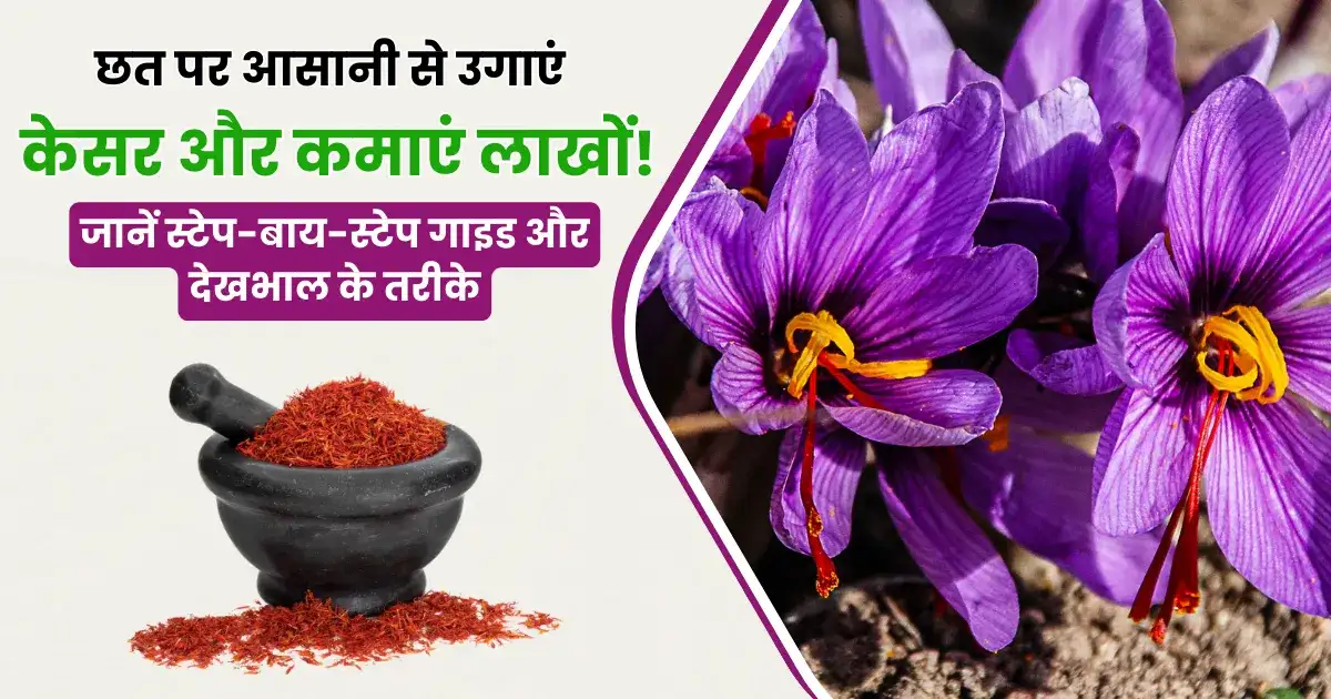 How to Saffron farming at Home