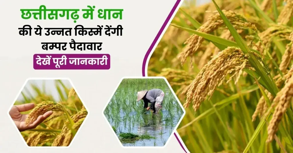 These improved varieties of paddy will give bumper yield in Chhattisgarh