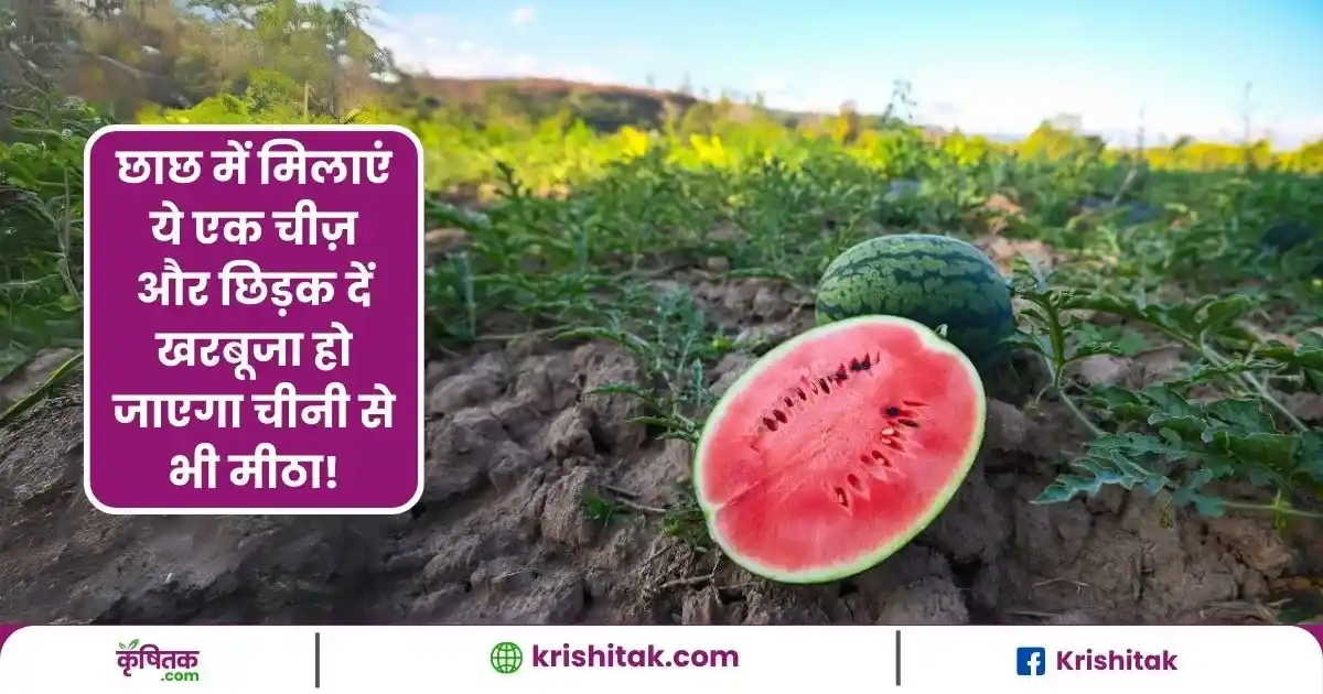 Watermelon Farming Tips