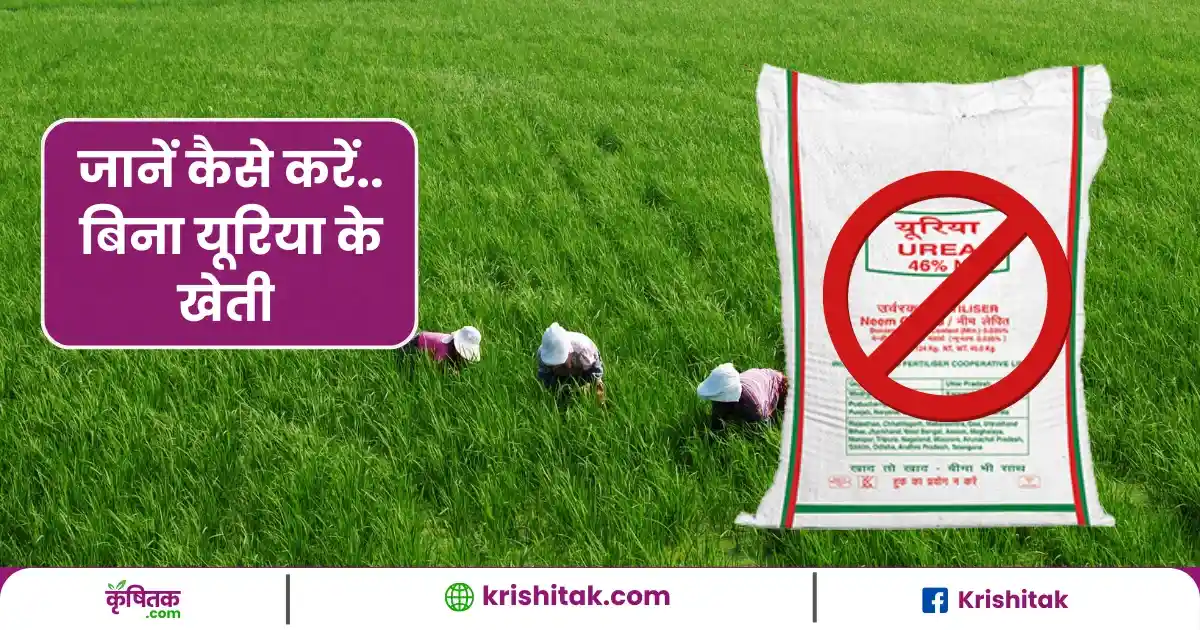 Bina Urea Ke Kheti Kaise Karen