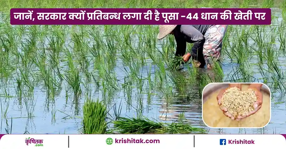 Pusa-44 Paddy Banned