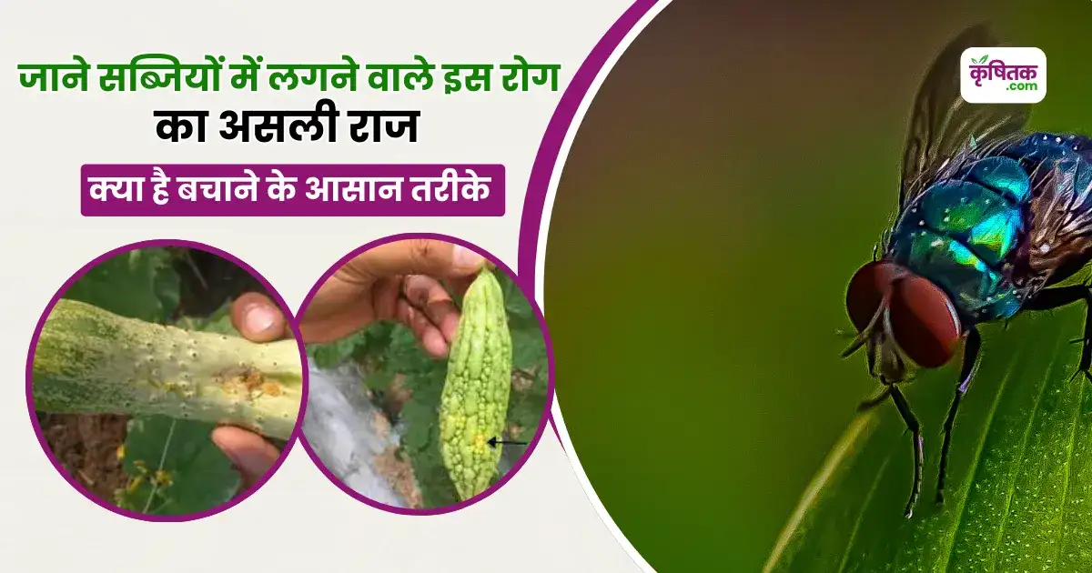 Fruit Fly Se Bachne Ka Tarika