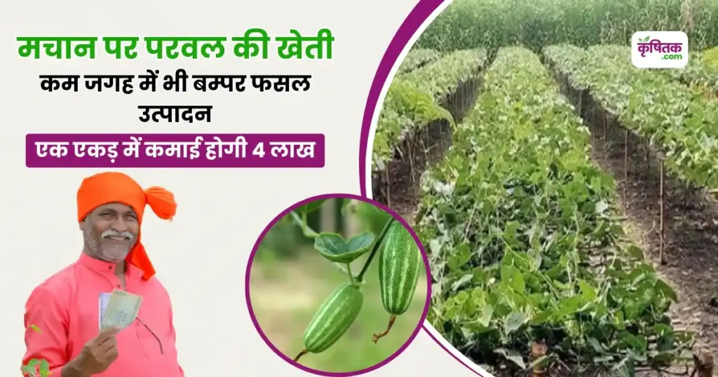 Parwal Farming