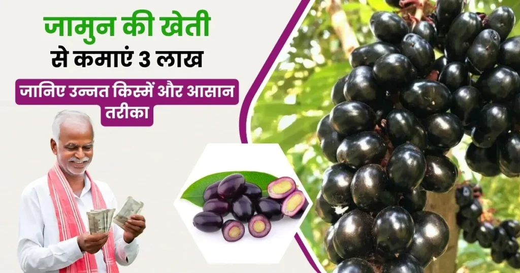Jamun ki Kheti
