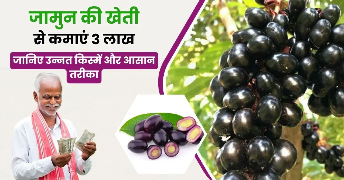 Jamun ki Kheti