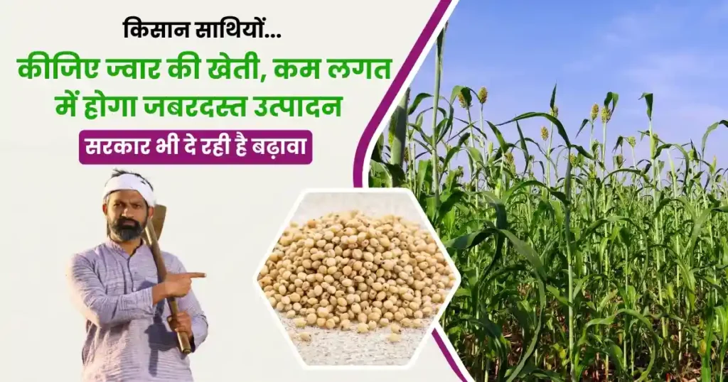 Jwar Ki Kheti
