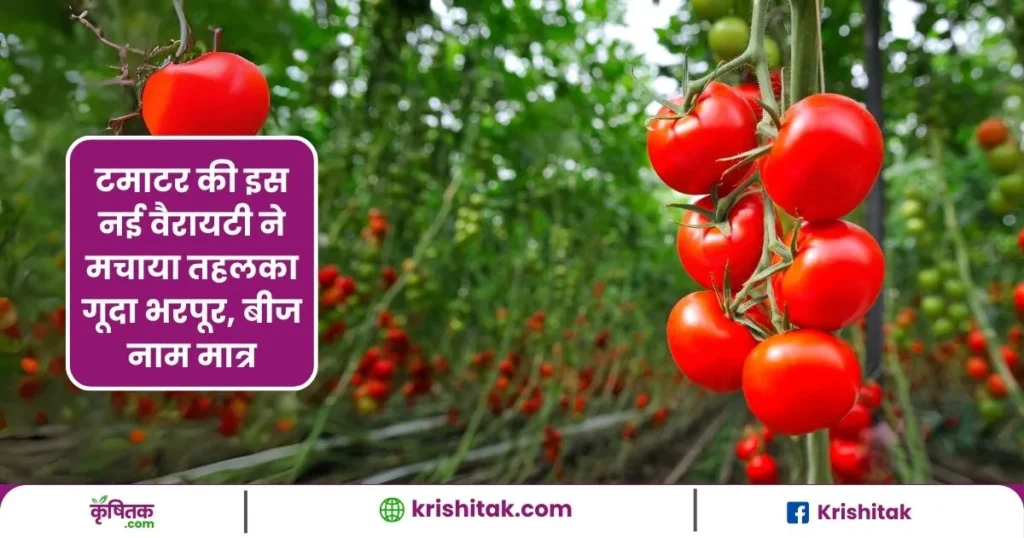 टमाटर की इस नई वैरायटी ने मचाया तहलका गूदा भरपूर, बीज नाम मात्र