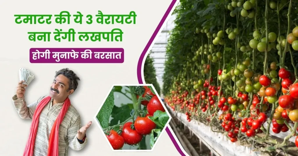Tomato Farming