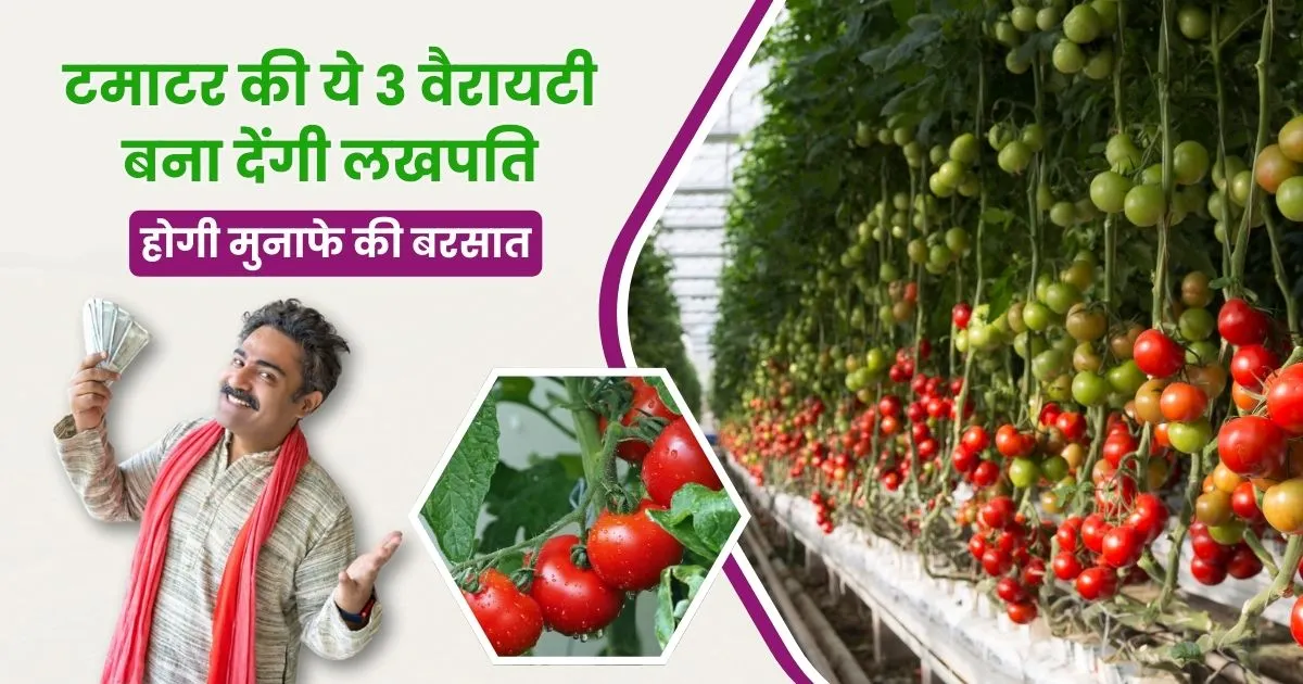 Tomato Farming