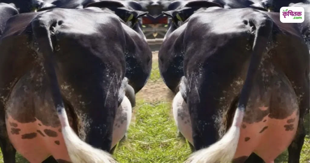 Girlando Cow Farming