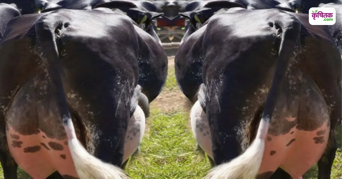 Girlando Cow Farming
