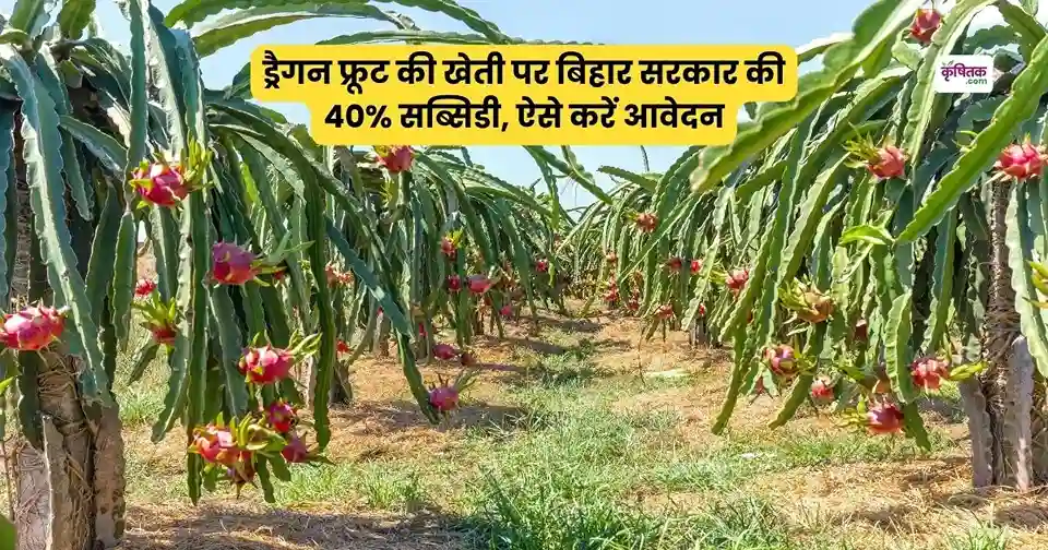 Dragon Fruit Vikas Yojana